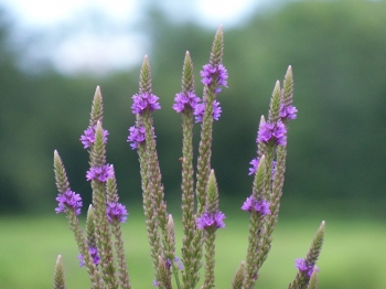 I fiori di Bach contro le allergie