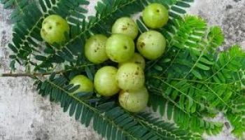 Amalaka, il frutto (tradizionale) del ringiovanimento