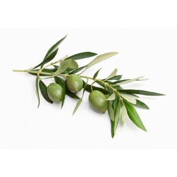 Cose da sapere sulla foglia dell’olivo