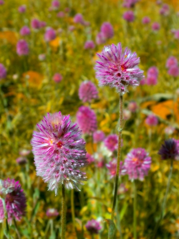 Fiori australiani per il benessere emozionale e fisico