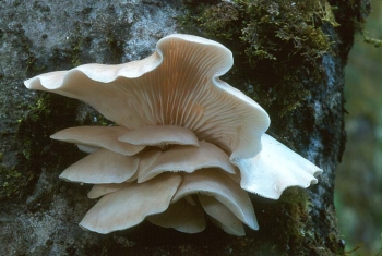 Le buone azioni del fungo Pleurotus