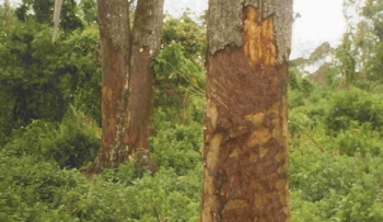 Un albero africano e…l’ipertrofia prostatica