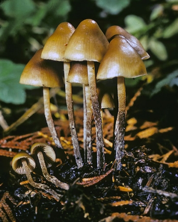 Magic mushrooms: cura per la depressione?