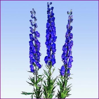 Aconitum, un rimedio omeopatico d’emergenza