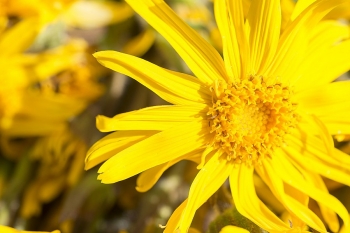 Arnica montana, efficace contro i traumi ma non solo