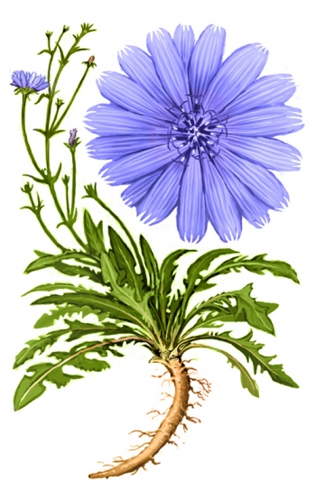 I benefici della cicoria e il suo fiore di Bach (Chicory)