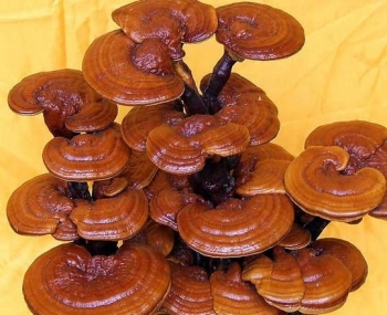 Fungo Reishi, anche protezione cerebrale?