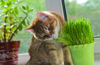 Le erbe del gatto