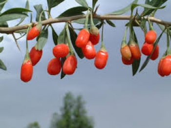 Bacche di Goji, professione “superfood”