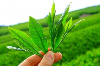 Tè verde, effetti rapidi sulla memoria