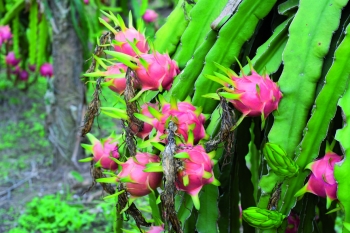 Pitaya, il superfrutto del cactus delle Ande