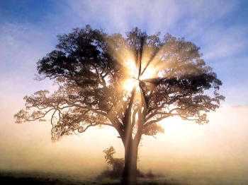 In ascolto dello spirito degli alberi