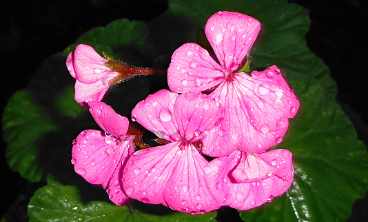 I fiori di Bach in caso di stanchezza