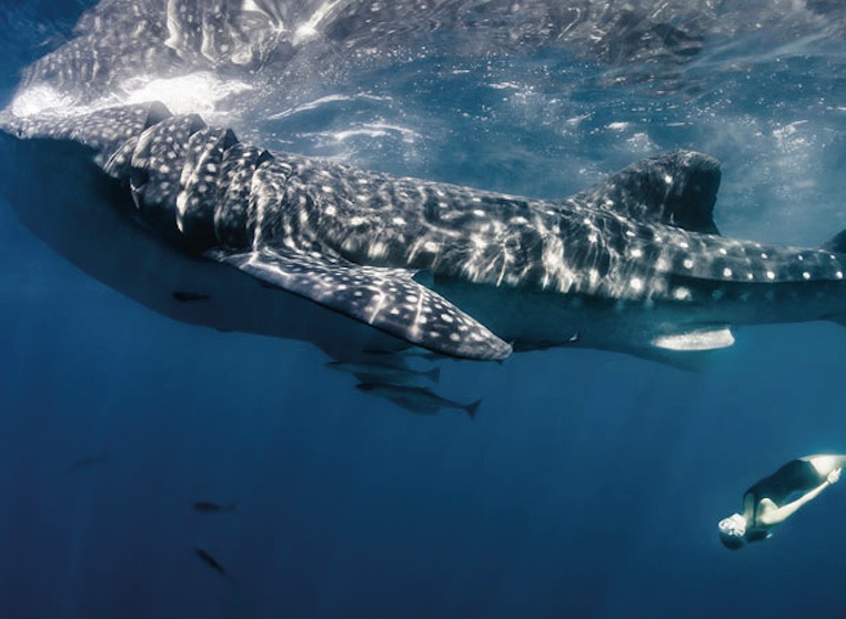 squalo balenas