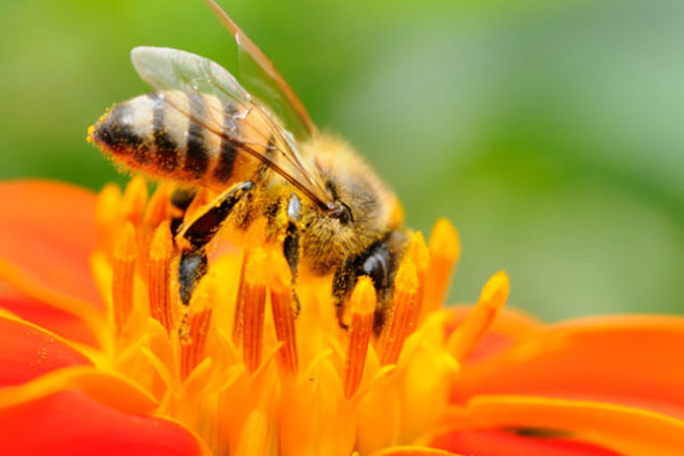 Corso di apicoltura biodinamica – dal 1 marzo a ottobre 2020, Battaglia Terme (PD)