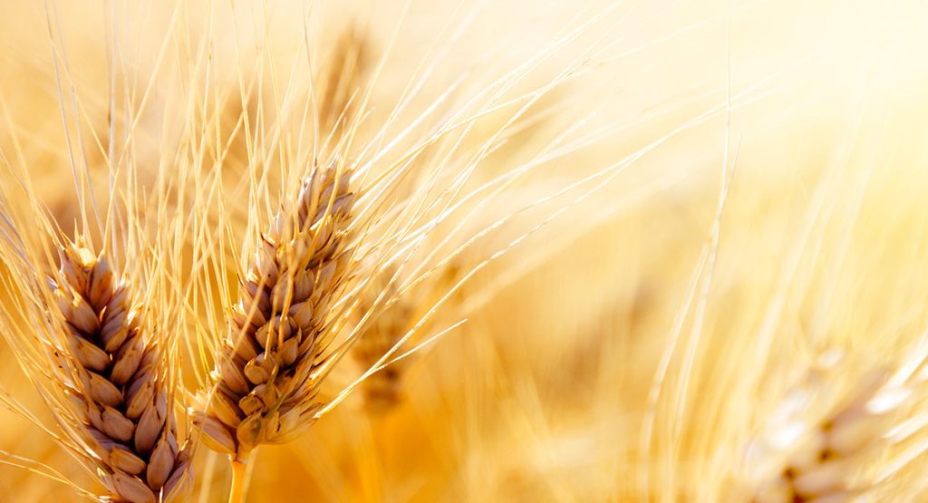 Quali sono le cause della celiachia? CEliachia