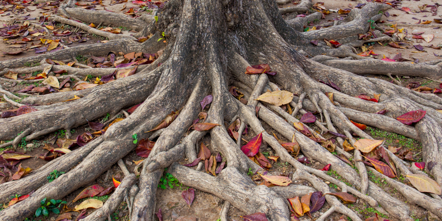 cosa significa avere delle radici, importanza delle radici, chi sono i nostri antenati